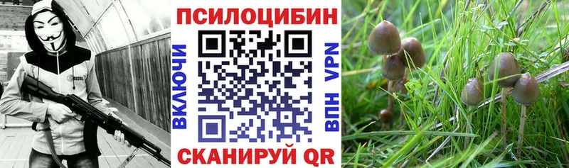 Галлюциногенные грибы Psilocybine cubensis Рыбинск